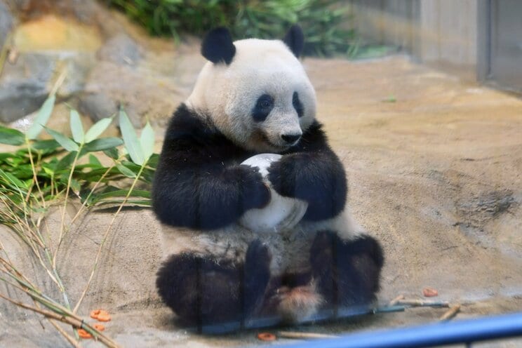 〈さよならシャンシャン〉「シャンシャンはとにかく顔が可愛い。その穴は他のパンダでは埋められません」毎日パンダブログ管理人が送る、涙のベストショットメモリー_2