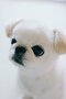 【画像あり】フォロワー数14.6万! 令和の超人気犬「おもちくん」。俳優・高橋一生ともCM共演した癒し満載のキュートな素顔に接近!_17
