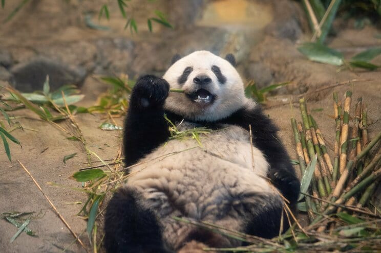 〈さよならシャンシャン〉「シャンシャンはとにかく顔が可愛い。その穴は他のパンダでは埋められません」毎日パンダブログ管理人が送る、涙のベストショットメモリー_11