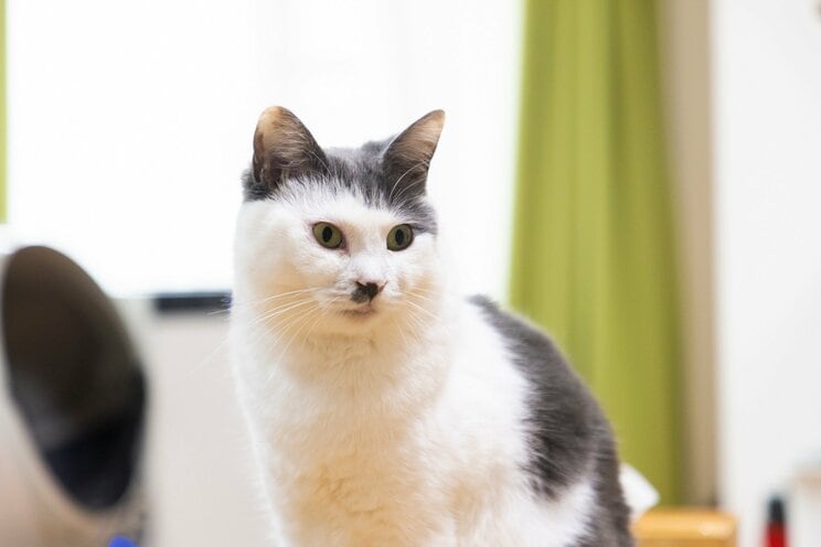 1匹でも不幸な猫をなくしたい。サンシャイン池崎のジャスティスな保護猫との暮らし。_1