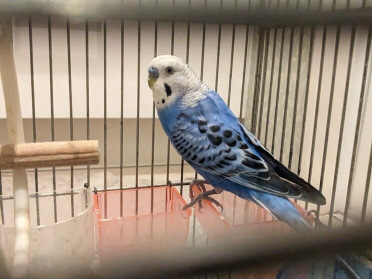 茂さんが飼っているインコのピーちゃん