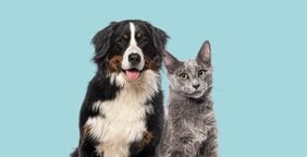 人の幸福度を上げてくれるのは猫よりも犬? 最新の研究が明らかにしたその納得の理由