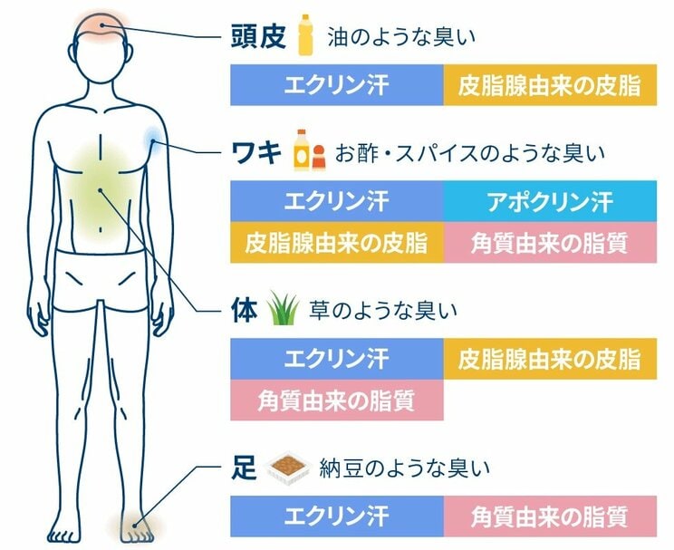 体の部位によって、においの種類と材料は異なる（提供／マンダム 「汗とにおい総研」）