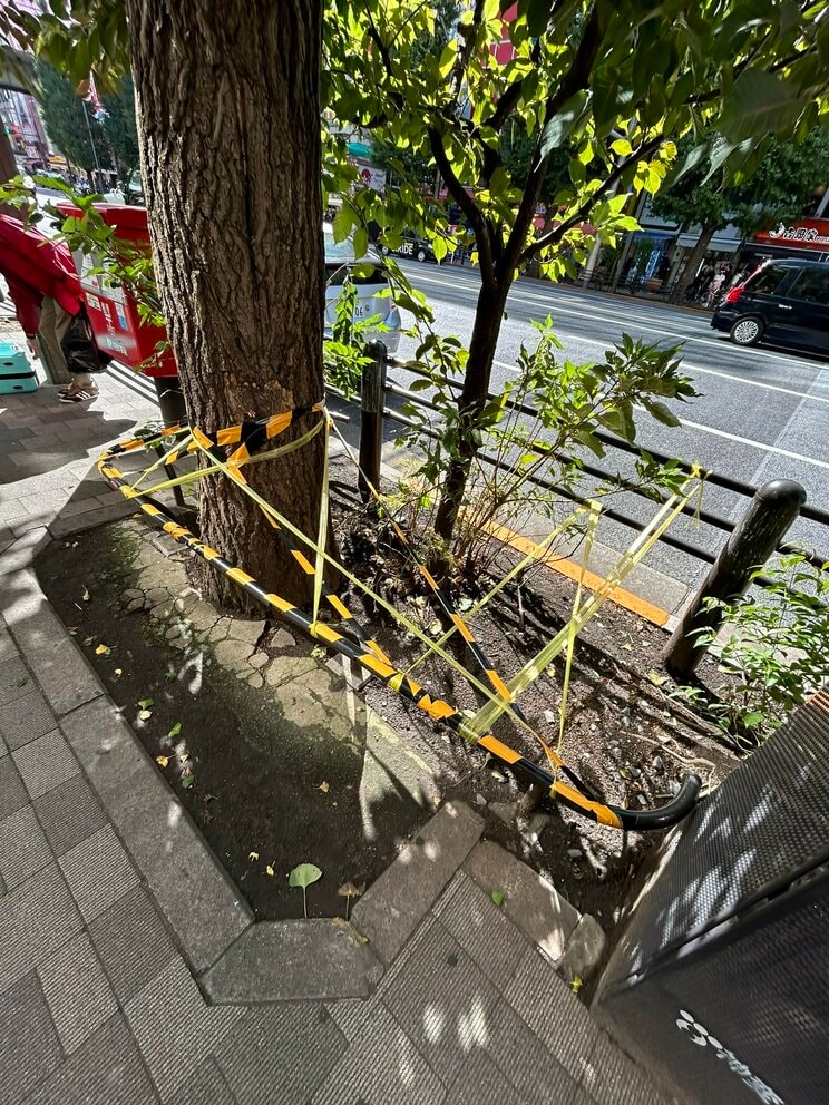 秋葉原のテープで縛られた街路樹（編集部撮影）