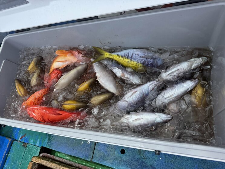 移住した八丈島で松岡千晶さんが釣った大量の魚