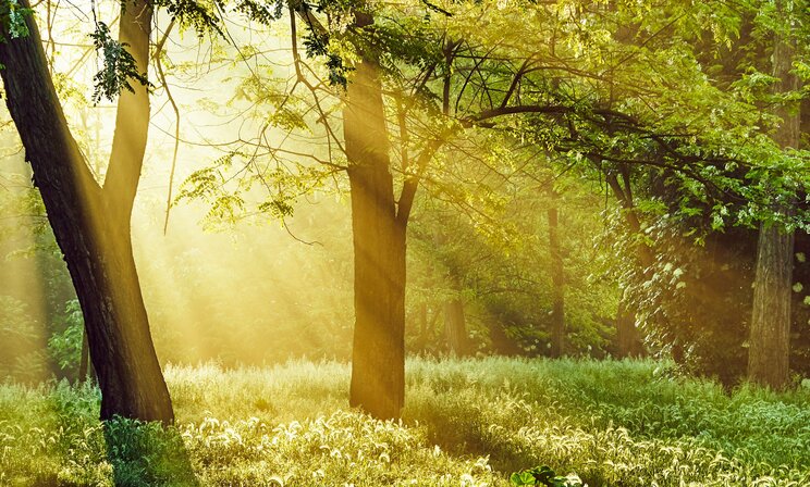 朝の公園が神秘的に美しい理由とは？　木々が呼吸し、水蒸気が雲になることで生まれる癒しの風景_3