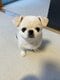 【画像あり】フォロワー数14.6万! 令和の超人気犬「おもちくん」。俳優・高橋一生ともCM共演した癒し満載のキュートな素顔に接近!_28