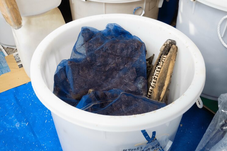 【海獣学者に訊いた】大阪湾の淀ちゃんだけじゃない。国内では年間300件も発生。浜や河川にクジラやイルカが迷い込む「ストランディング」の実態とは?_8