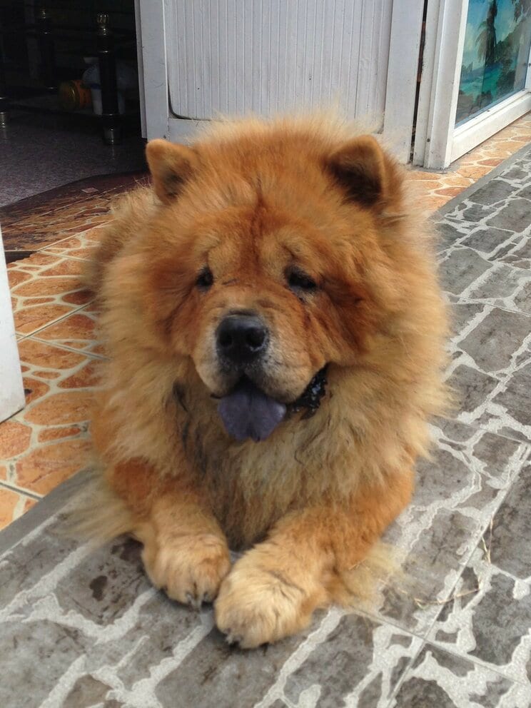 チャウチャウ。写真はイメージです（PhotoAC）