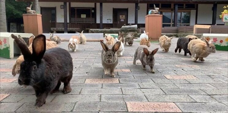 月うさぎの里（Facebookより）