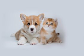 ペットショップで “売れ残る犬・猫たち”の行方「ビッグパピー」「マナードッグ」…大手ペットチェーン店が模索する売れ残りを出さないための取り組み