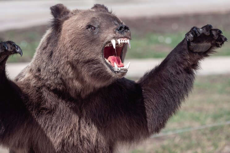 「ヒグマが私の頭蓋骨と顔面をむさぼってる…」なぜ日本人は”ロシアの残虐事件”を見ぬふりで凶暴な猛獣を駆除しないのか _1