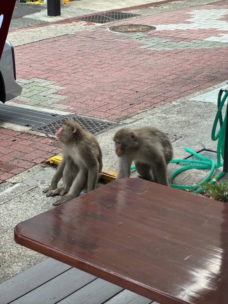 仲良くつるむオスザル2匹。通称ハナレザル