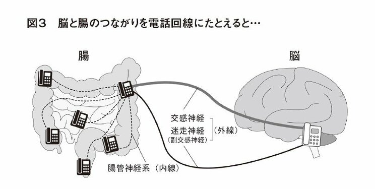 (図3) 交感神経と迷走神経（副交感神経）は、「外線」として脳と腸をつないでいます。一方、腸管神経系は、点線で示した「内線」で腸内をつないでいます。