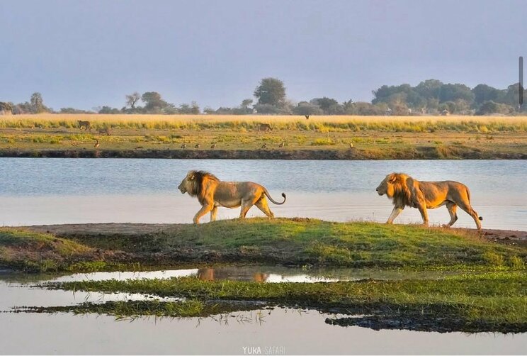 サバンナで生息するライオン（写真／本人Instagramより）