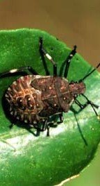 〈カメムシ注意報発令中！〉大量発生でコメ農家は大打撃「クサいし農薬も高騰でシャレにならない」「身体をペシャンコにして1〜2ミリの隙間から家に入ってくる」_9