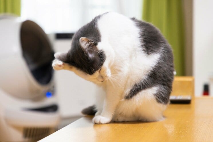 1匹でも不幸な猫をなくしたい。サンシャイン池崎のジャスティスな保護猫との暮らし。_11
