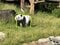 〈旧パンダ舎は解体へ〉入園者2割減…次の主役はハシビロコウ？ 副園長が語った上野動物園の今「またパンダ飼育にチャレンジしていければ」_18