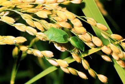 稲につく斑点米カメムシ類　（提供／こうち農業ネット）