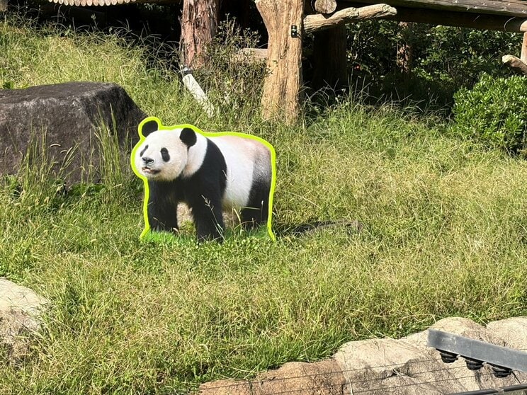 〈旧パンダ舎は解体へ〉入園者2割減…次の主役はハシビロコウ？ 副園長が語った上野動物園の今「またパンダ飼育にチャレンジしていければ」_18
