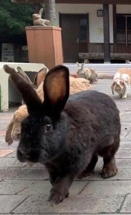 〈石川・クマ立てこもり〉「クマが施設にはいってきた！」窓を爪でガリガリと削り、館内はパニック…警察、猟友会、ドローンも出動した緊迫の9時間！ クマ出没が今年多いのはあの果実が豊作のせい…？_8