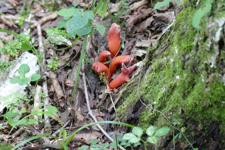 ゾンビ化する大木と殺人キノコが蔓延…山暮らしライターが見つけた、富士の麓で静かに広がる異常事態の正体_3