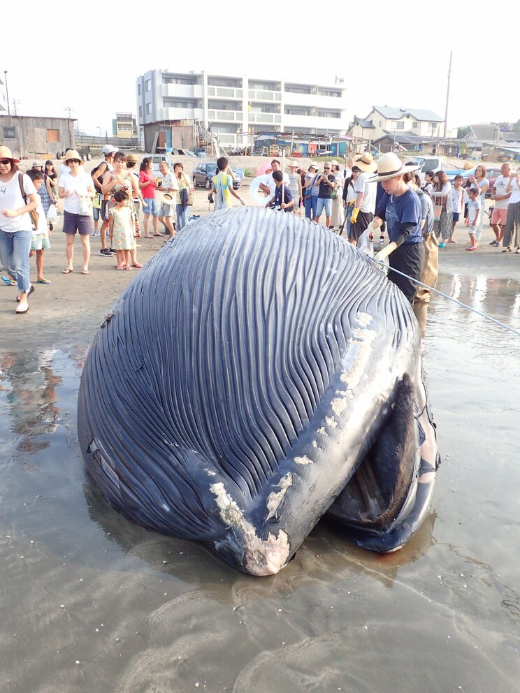 【海獣学者に訊いた】大阪湾の淀ちゃんだけじゃない。国内では年間300件も発生。浜や河川にクジラやイルカが迷い込む「ストランディング」の実態とは？_5