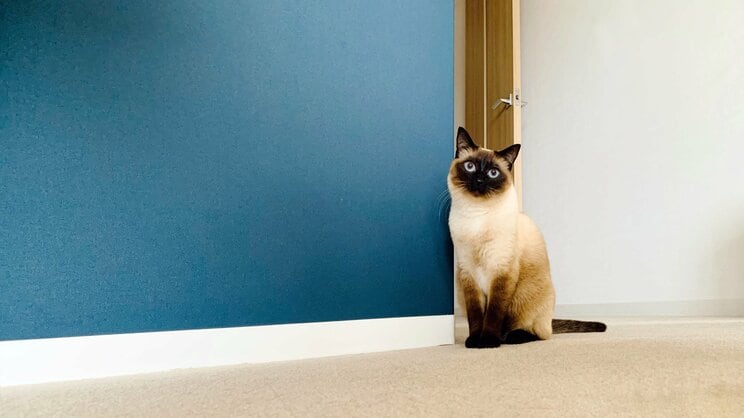 写真はイメージです（写真／PhotoAC）