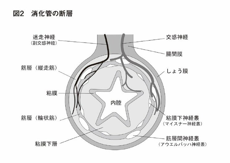 (図２)　 輪状筋は腸を輪のように取り巻いて腸をしぼるように締め、縦走筋は腸の長さに沿って縦に締めて内容物を押し出すように動きます（ぜん動運動）。