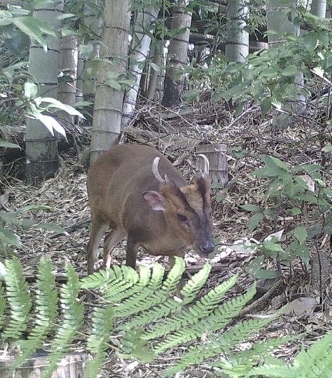 〈大量繁殖キョンの捕獲現場〉「最初はごめんねと思っていましたが…」おととしは千葉県で8000匹以上を捕獲も「解体は1日5頭が限界」解体作業員に密着_9