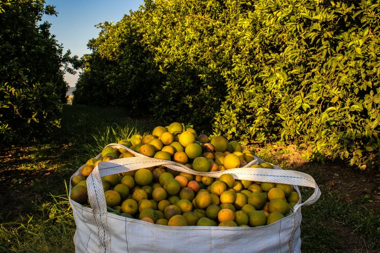 ブラジルのオレンジ農園（写真／Shutterstock）
