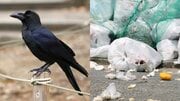 東京都心のカラスが激減、ピーク時約1万8000羽が2割に…ゴミ被害は減るが生態系への影響も? 専門家が警鐘を鳴らす「意外なしっぺ返し」