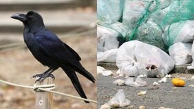 東京都心のカラスが激減、ピーク時約1万8000羽が2割に…ゴミ被害は減るが生態系への影響も？　専門家が警鐘を鳴らす「意外なしっぺ返し」