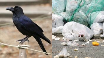 東京都心のカラスが激減、ピーク時約1万8000羽が2割に…ゴミ被害は減るが生態系への影響も? 専門家が警鐘を鳴らす「意外なしっぺ返し」