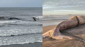 「かなり弱って潮を吹いていた」千葉・匝瑳にまた2頭目の巨大クジラ…11日前にも漂着、なぜ同じ海岸で相次ぐのか