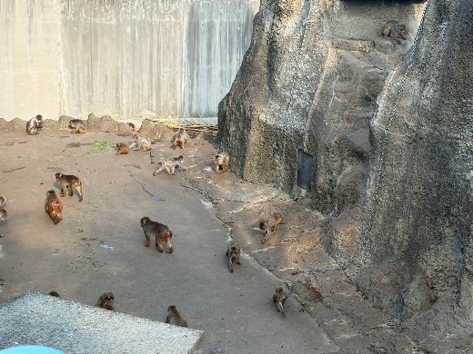 市川市動植物園のサル山（撮影／集英社オンライン）