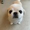 【画像あり】フォロワー数14.6万! 令和の超人気犬「おもちくん」。俳優・高橋一生ともCM共演した癒し満載のキュートな素顔に接近!_30