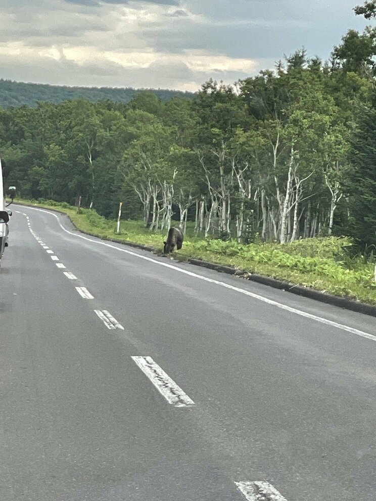 20mぐらいの距離にいる体長1.8～2mのヒグマ。なおCさんは、車の窓を閉めドアロックをした上でヒグマを撮影している