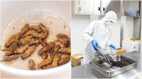 相次ぐ「コオロギ」企業の倒産…大炎上に不買運動…それでも「コオロギ食は選択肢のひとつ」と語るコオロギ食メーカー社長の警告〈食糧難の未来〉