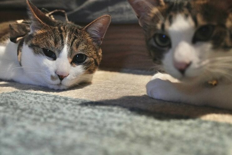 びっくりするほど似ている二匹(左・むぎ、右・おこめ)