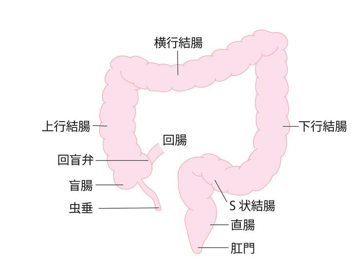 大腸の構造