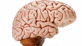 日本人に「週休3日制」が浸透しないのは“脳の仕組み”にあった!? 脳科学者が指摘する導入停滞の意外な理由