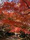 山口市にある龍福寺の紅葉