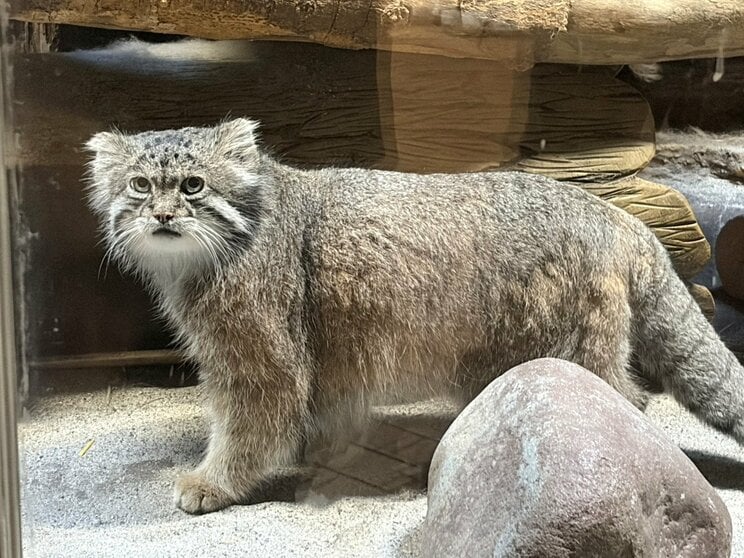 人気のマヌルネコ