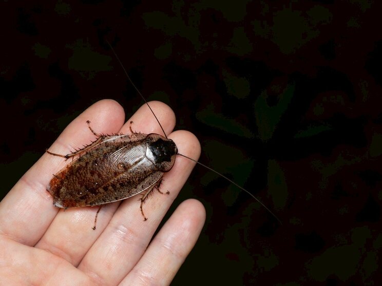 日本最大のゴキブリ、ヤエヤママダラゴキブリ