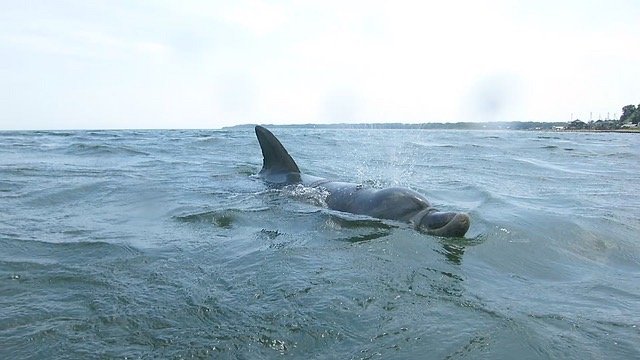 〈福井県・“かみつきイルカ”で17人負傷〉珠洲市の“伝説のイルカ”すずちゃんと同一個体？ 名づけ親が語る悲しい胸中「人が多くて興奮してるだけ、帰ってきてほしい」_13