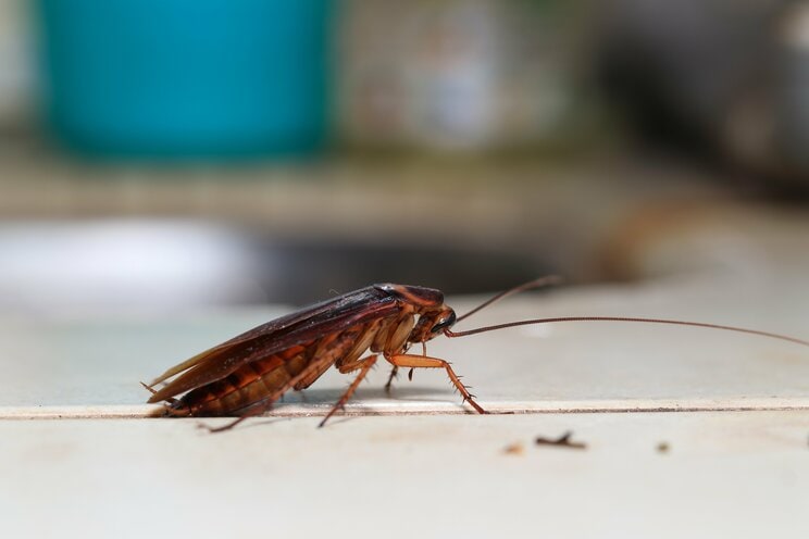 睡眠中の身体を這い回ったり、半開きの口の中を覗き込むかもしれない？ 人類に忌み嫌われているゴギブリに感じる恐怖の正体とは_1