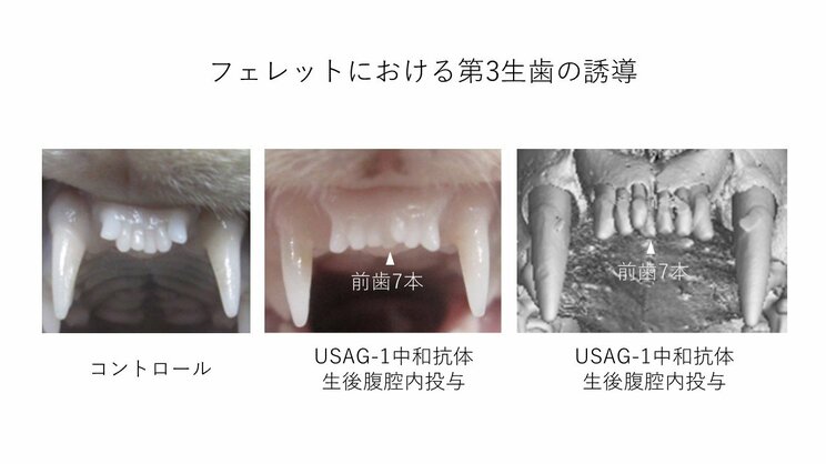 それぞれの実験結果