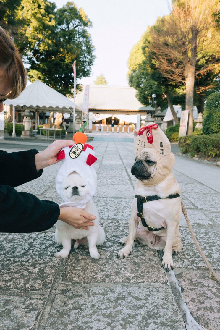 【画像あり】フォロワー数14.6万! 令和の超人気犬「おもちくん」。俳優・高橋一生ともCM共演した癒し満載のキュートな素顔に接近!_5