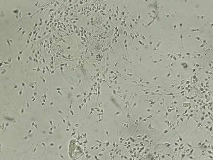 近年度々話題になる男性不妊症の原因は個人ではなく全体あった
